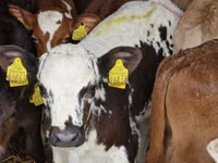 Bovins (lot, sexe non indiqué), Simmental cattle — photo 4