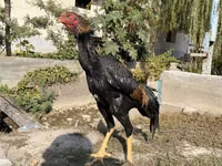 Chickens — 照片 1