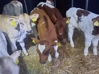 ثور, Simmental cattle — الصورة 5