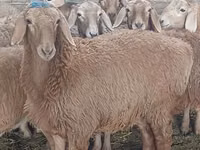 母羊, Sheep — 照片 3