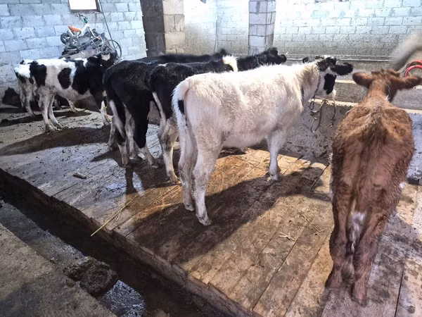Bou, Bovine