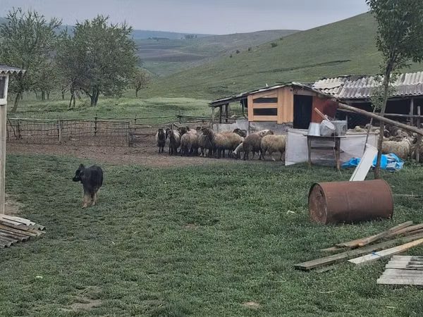Qoç, Qoyunlar