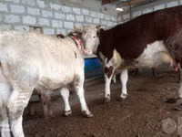 Cow, Cattle — photo 2