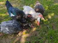 Ducks — फ़ोटो 8