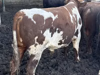 Toro, Simmental cattle — foto 8