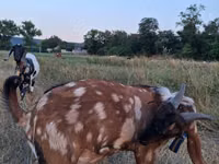 Keçi, Nubian Goat — foto 2