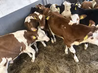Cattle (batch, sex not specified), Simmental cattle — photo 5