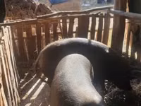 母猪, Pigs — 照片 2