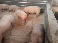 母猪, Pigs — 照片 2