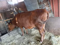 Vaca, Ganado vacuno — foto 5