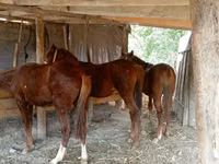 At, Atlar — foto 3