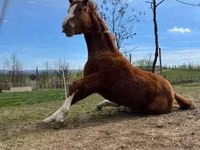 公马, Quarter Horse — 照片 3