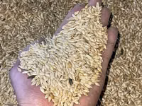 Продаю продаю Продаю арпа тартылган ячмень дробленный чистые без — foto 3