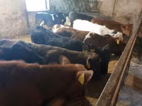 Rinder (Partie, Geschlecht nicht angegeben), Rinder — Foto 3