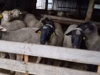 Bélier, Ile-de-France sheep — photo 3