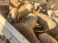 Schaf, Rhon sheep — Foto 6