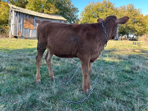 Vacă, Bovine