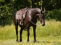 Cal, Friesian — foto 4