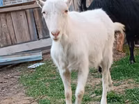 बकरी, Saanen goat — फ़ोटो 4