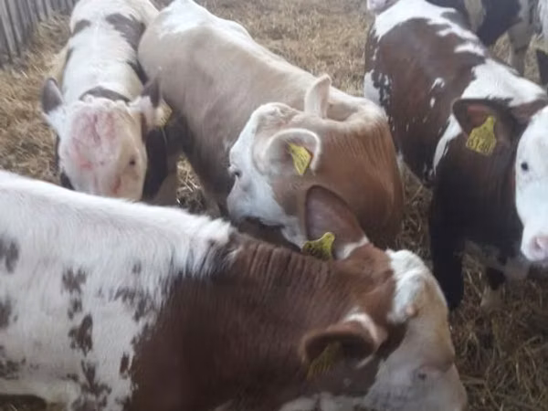 أبقار (دفعة، الجنس غير محدد), Simmental cattle