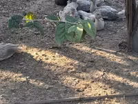 Ducks — الصورة 3