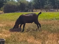Țap, Nubian Goat — foto 1