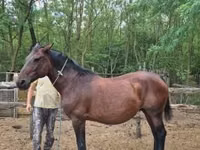 فرس, Hungarian horse breed — الصورة 4