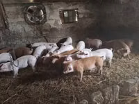 Säue, Schweine — Foto 2