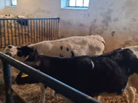 Bulle, Russian Black pied cattle — Foto 2