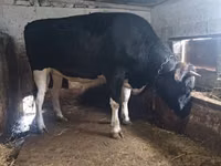 Vacă, Russian Black pied cattle — foto 2