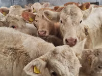 Bovine (lot, sex nespecificat), Charolais cattle — foto 4
