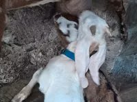 Cabro, Nubian Goat — foto 3