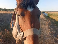 母马, Horses — 照片 4