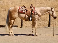 Iapă, Quarter Horse — foto 8
