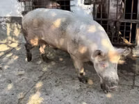 Vier, Porci — foto 1