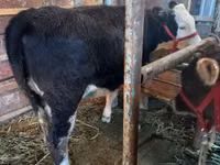 بقرة, Russian Black pied cattle — الصورة 1