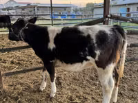 Bovine (lot, sex nespecificat), Belgian Blue — foto 5