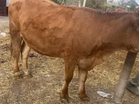 بقرة, Swiss cattle — الصورة 2