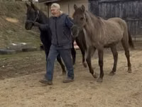 Madyan, Rocky Mountain Horse — foto 2