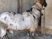 Ziegenbock, Nubian Goat — Foto 2