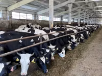 Kuh, Yaroslavl cattle — Foto 2