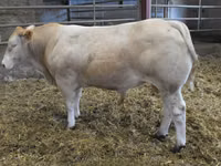 ثور, Blonde d’Aquitane cattle — الصورة 1