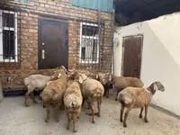 Carnero, Rhon sheep — foto 2