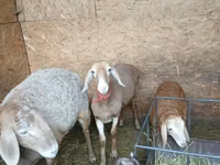 Oaie, Arashan sheep — foto 2