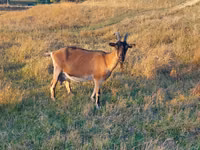 Capră, Alpine goat — foto 2