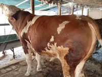 Taureau, Simmental cattle — photo 2