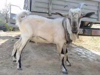Taka, Alpine goat — 3-rasm
