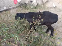 Qoyun, Hissar sheep — foto 2