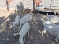 Țap, Saanen goat — foto 5