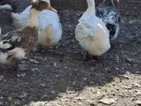 Ducks — الصورة 3